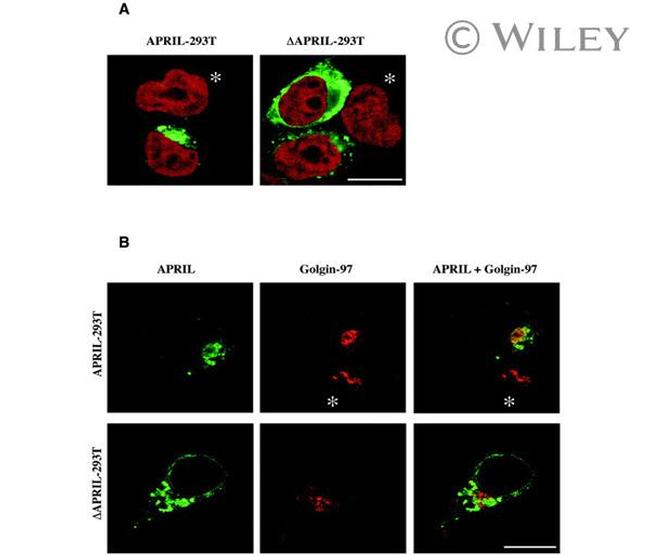 Golgin-97 Antibody in Immunocytochemistry (ICC/IF)