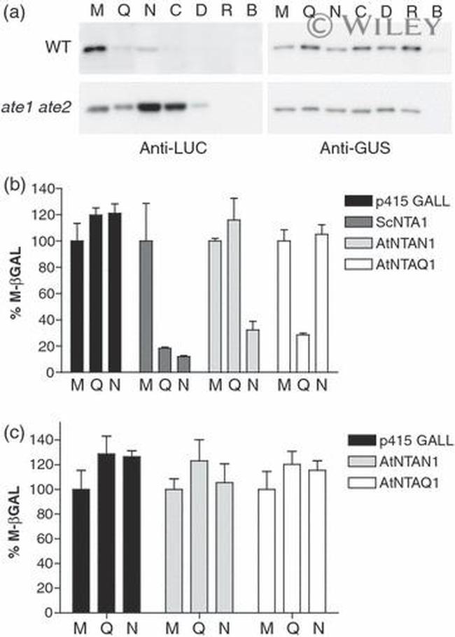 GUSB Antibody in Western Blot (WB)