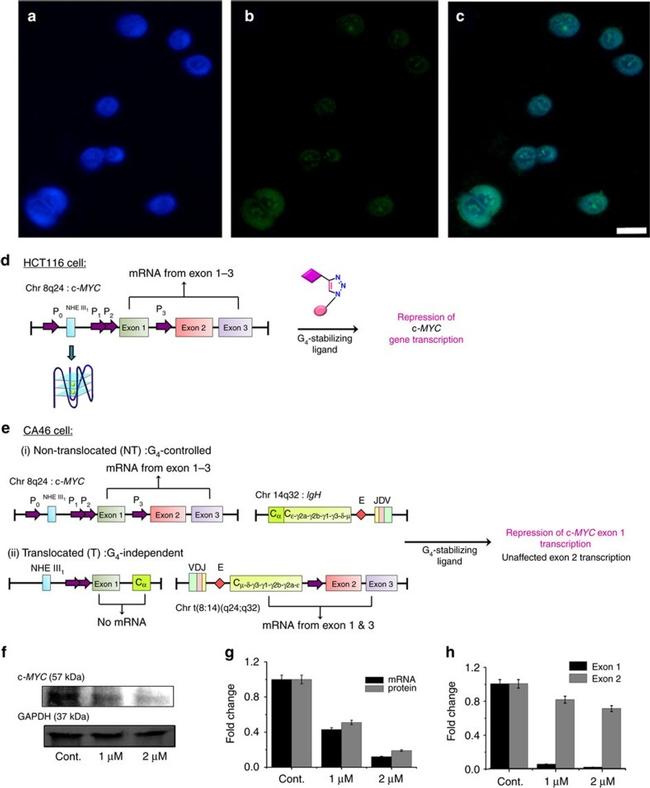 GAPDH Antibody in Western Blot (WB)