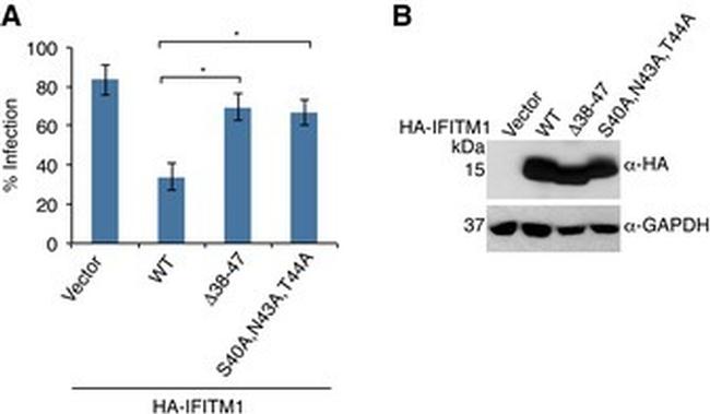 GAPDH Antibody in Western Blot (WB)