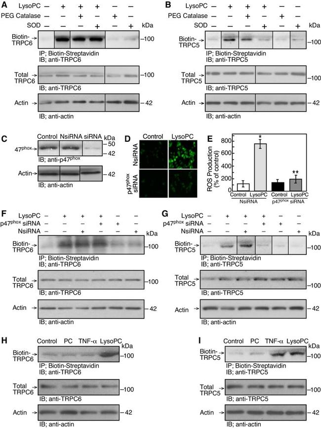 Actin Antibody in Western Blot (WB)