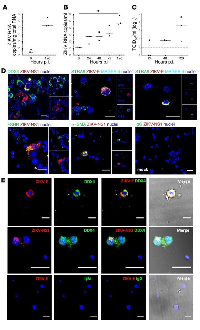 STRA8 Antibody in Immunohistochemistry (IHC)