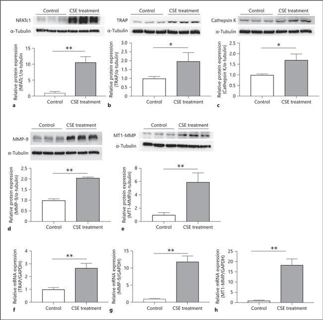 NFATC1 Antibody in Western Blot (WB)