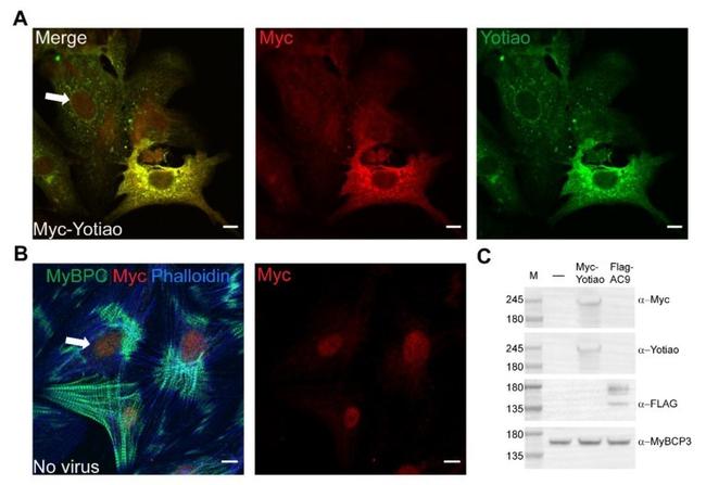 Myc Tag Antibody in Western Blot, Immunocytochemistry (WB, ICC/IF)