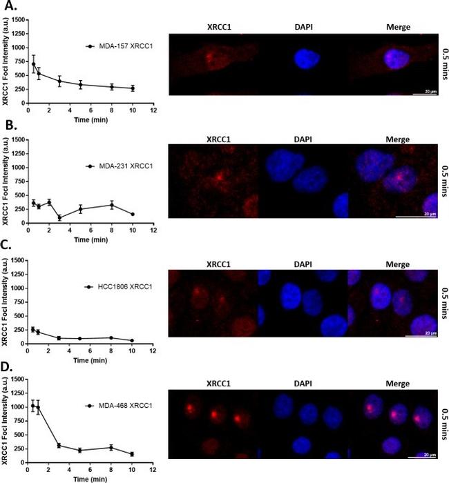 XRCC1 Antibody in Immunocytochemistry (ICC/IF)