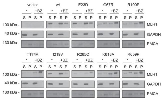 PMCA ATPase Antibody in Western Blot (WB)