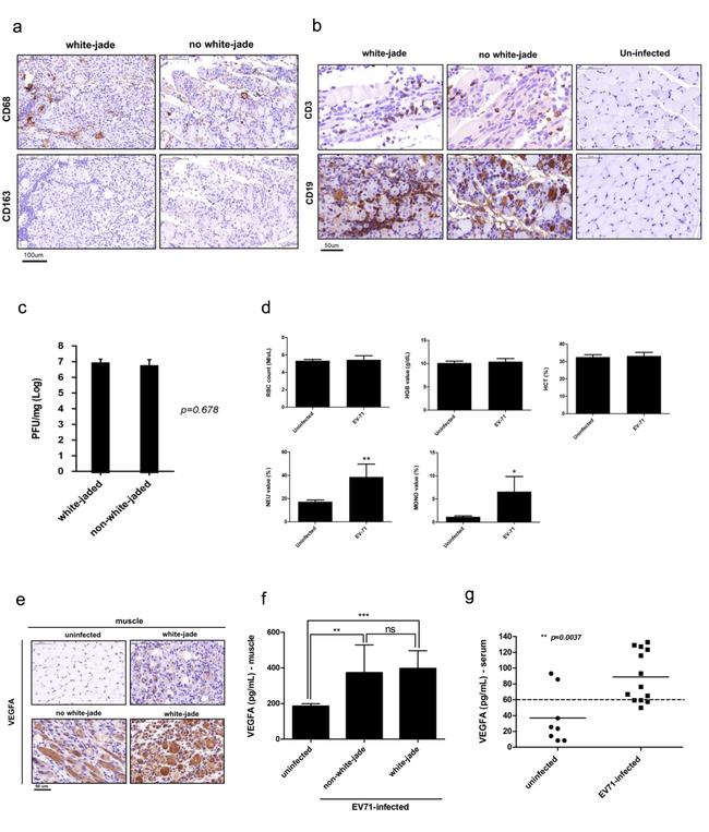 CD3e Antibody in Immunohistochemistry (IHC)