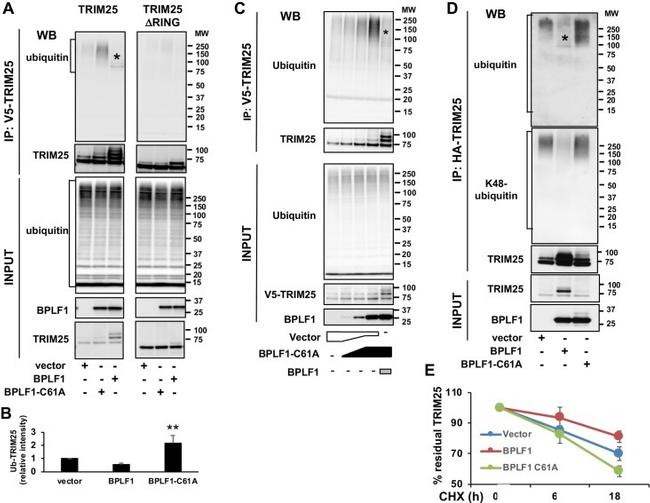 V5 Tag Antibody in Western Blot (WB)