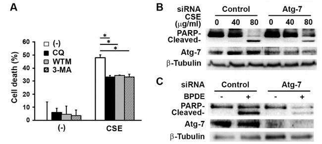 ATG7 Antibody in Western Blot (WB)