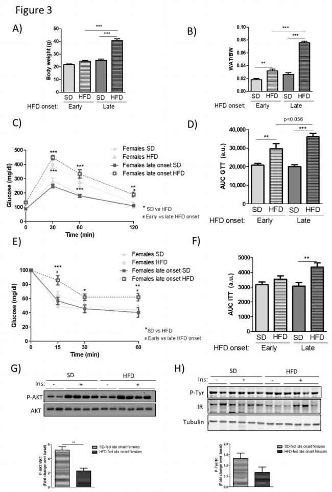 Phosphotyrosine Antibody in Western Blot (WB)