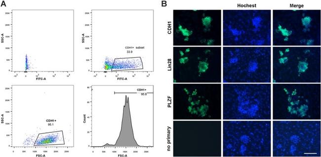 PLZF Antibody in Immunocytochemistry (ICC/IF)