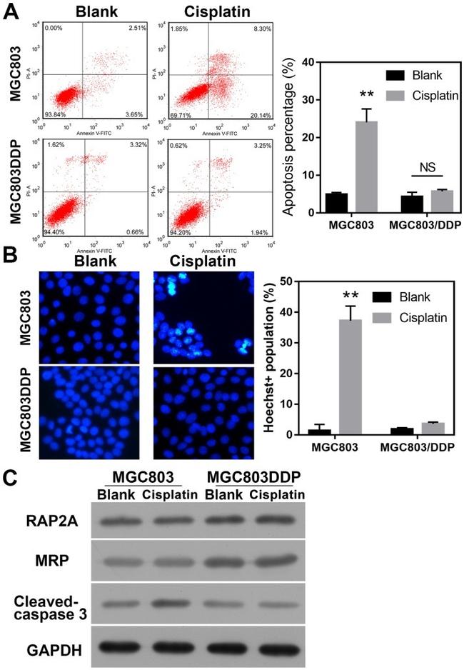 MRP4 Antibody in Western Blot (WB)