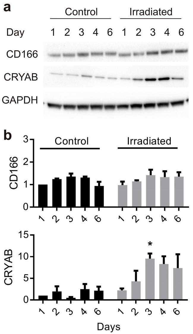 CD166 Antibody in Western Blot (WB)