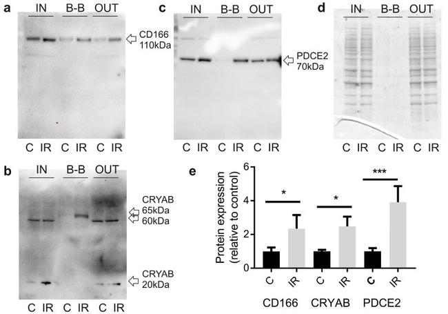 CD166 Antibody in Western Blot (WB)