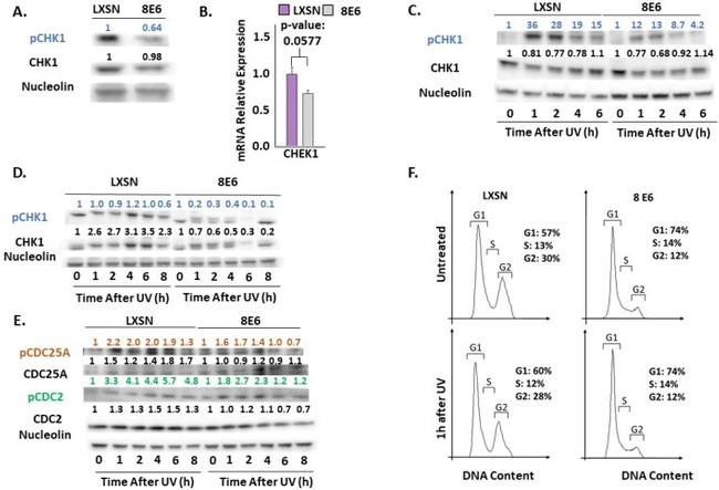 Cdc25A Antibody in Western Blot (WB)