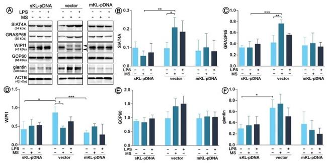 beta Actin Antibody in Western Blot (WB)