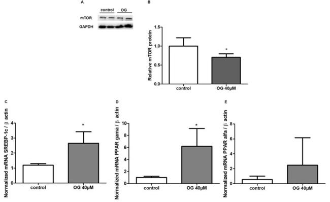 GAPDH Antibody in Western Blot (WB)