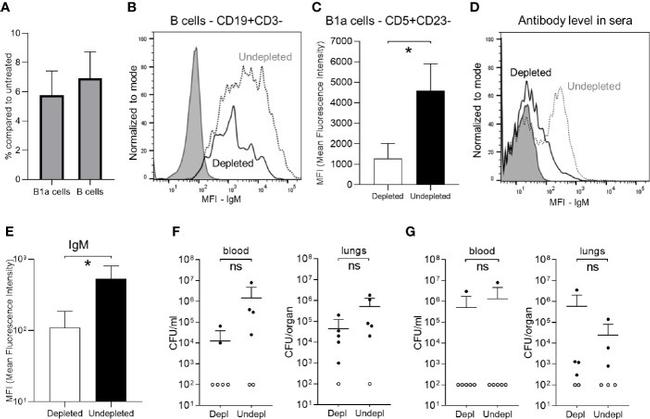 CD5 Antibody in Flow Cytometry (Flow)