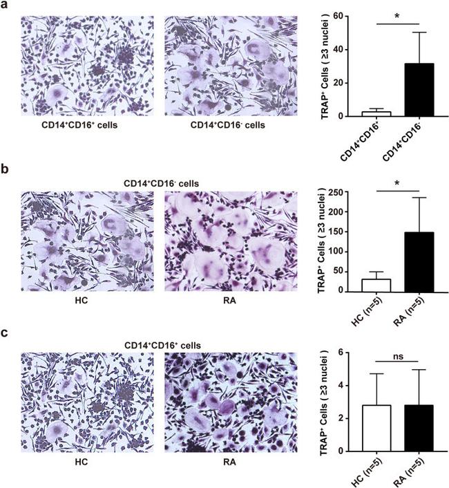 CD16 Monoclonal Antibody (eBioCB16 (CB16)), eFluor™ 450 (48-0168-42)