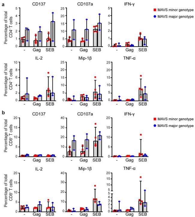 IFN gamma Antibody in Flow Cytometry (Flow)