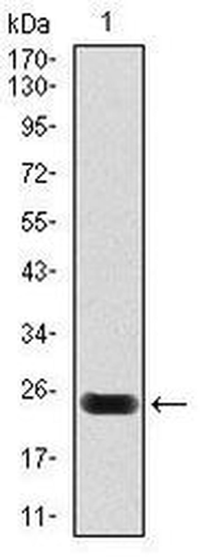 Cardiac Troponin T Antibody in Western Blot (WB)