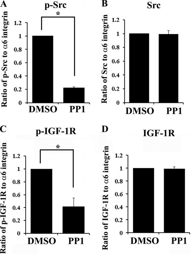 Phospho-IR/IGF1R (Tyr1158, Tyr1162, Tyr1163) Antibody in Western Blot (WB)