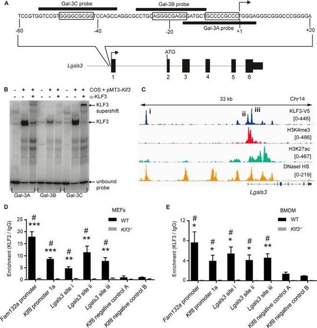 KLF3 Antibody in ChIP Assay (ChIP)