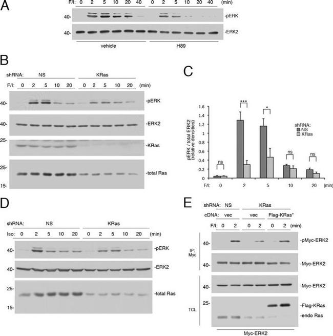 Myc Tag Antibody in Immunoprecipitation (IP)