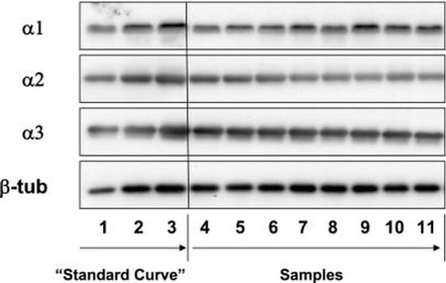 ATP1A3 Antibody in Western Blot (WB)