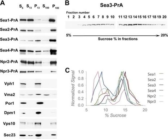 VMA2 Antibody in Western Blot (WB)