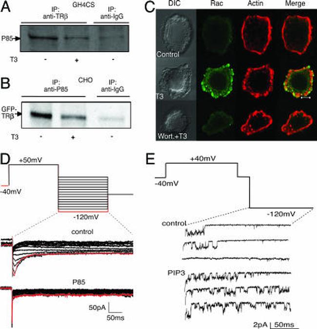 THRA/THRB Antibody in Western Blot, Immunoprecipitation (WB, IP)