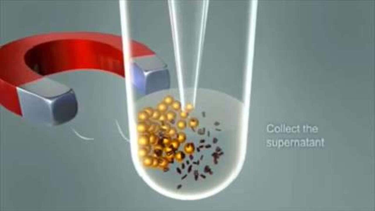 Dynabeads Products & Technology for Magnetic Bead Separation | Thermo  Fisher Scientific - US
