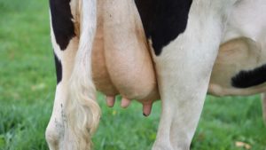 https://www.thermofisher.com/blog/behindthebench/wp-content/uploads/sites/9/2022/01/cow-udder-Unsplash-300x169.jpg