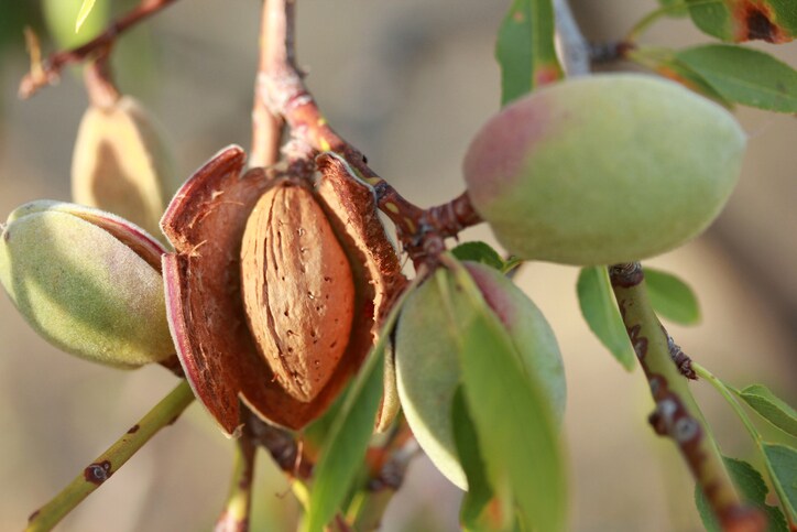 Picture Perfect Almonds at the Almond Conference