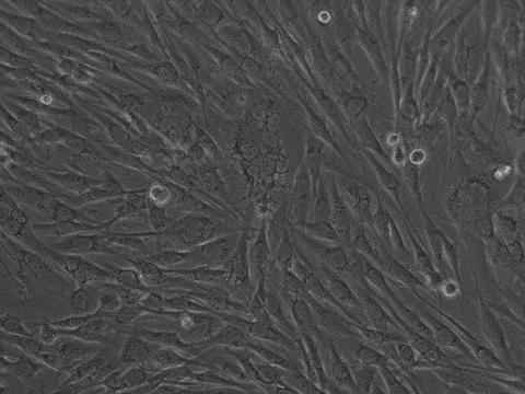 Brightfield 20X feline injection site sarcoma cells. Cells are growing in a monolayer prior to treatment with chemical compounds. (Image courtesy of Dr. Glenn Simmons)