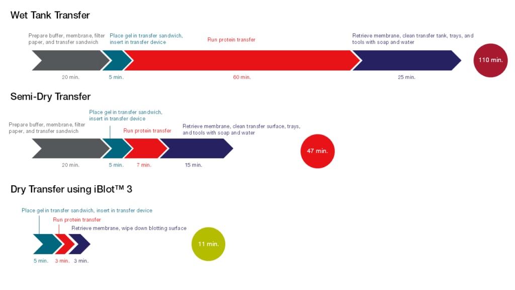 Comparison of protein transfer methods