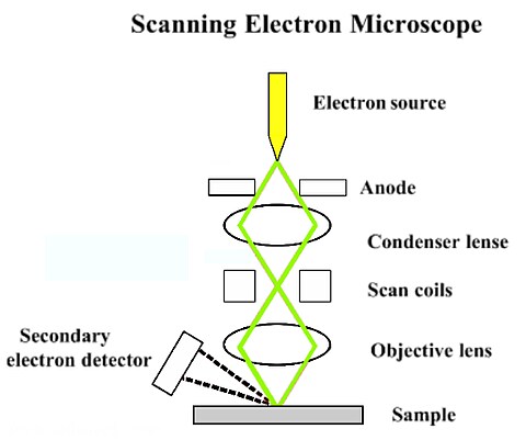 Scanning Electron Microscopy - SEM - Advancing Materials