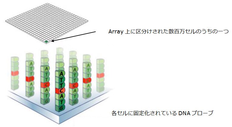 マイクロアレイとは マイクロアレイを用いた発現解析の原理と解析方法 Learning At The Bench