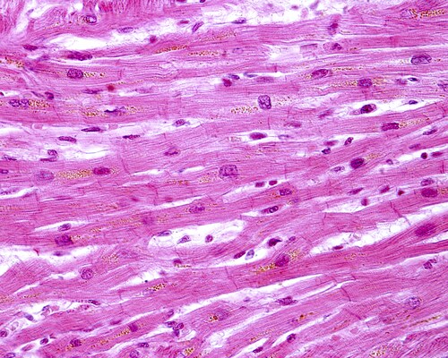 Exploring the Human Cardiac Stem Cell Receptome