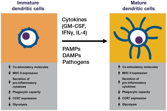 Atypical MHC class II-expressing antigen-presenting cells: can