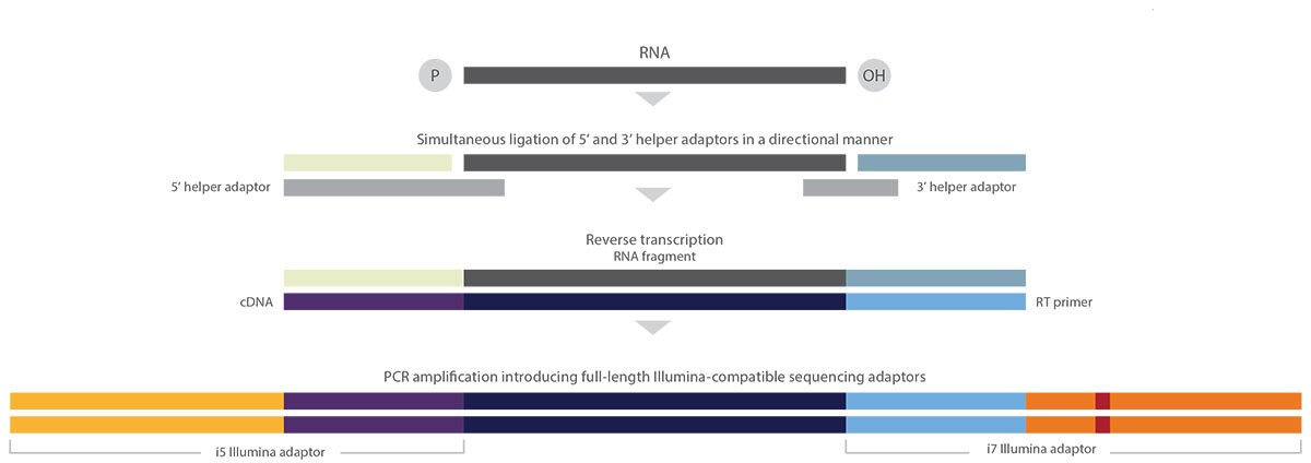 Collibri Stranded RNA Library Prep Kits for Whole Transcriptome Sequencing  | Thermo Fisher Scientific - HK