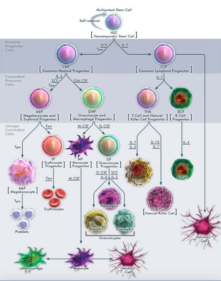 hematopoietic stem cells