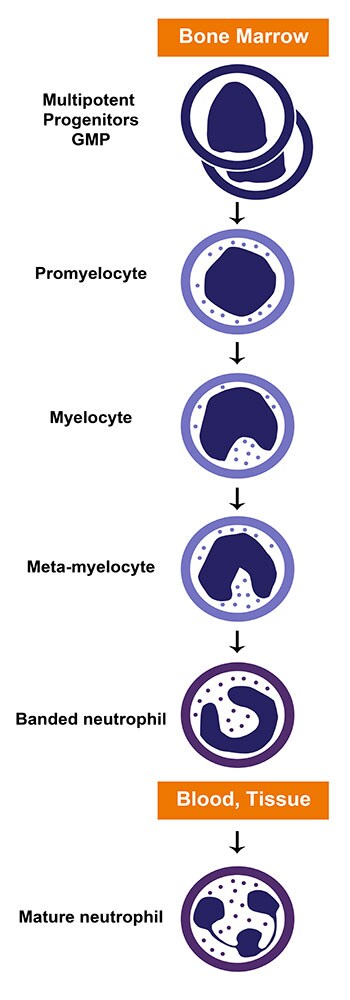 Neutrophil life cycle