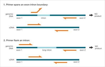 Basic Principles Of Rt Qpcr Thermo Fisher Scientific Sg