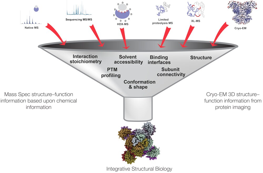 Proteolysis латынь. Structural Biology. Метаболомика. Proteolysis. Ecology Spectrometry.