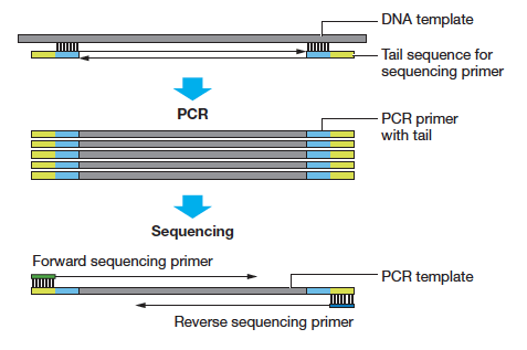 pcr sequencing sanger primer dna figure tail thermofisher thermo fisher tw science standard vn pt sg ar jp za