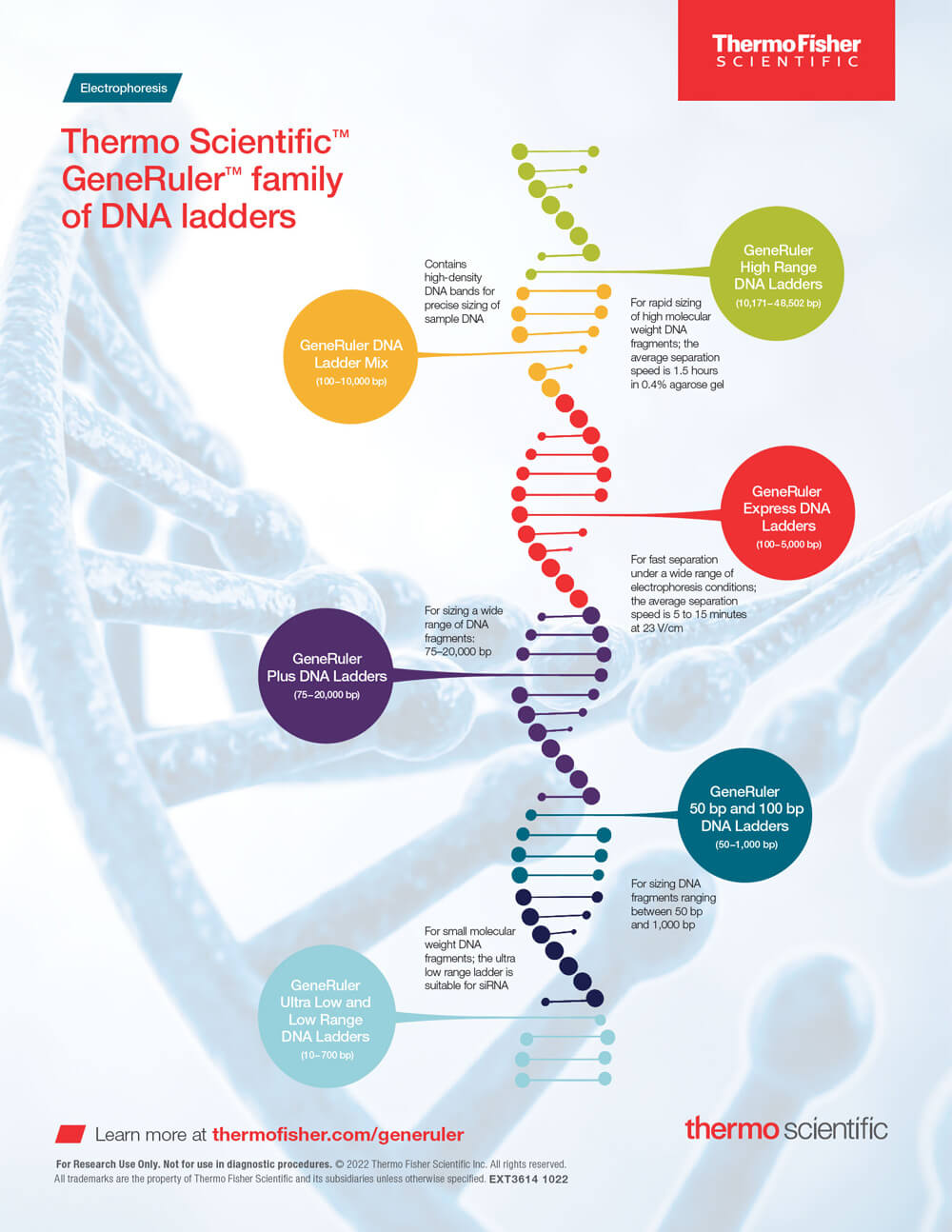 GeneRuler DNA Ladders | Thermo Fisher Scientific - US