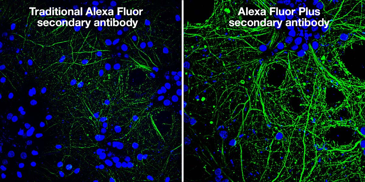 Alexa Fluor Plus Secondary Antibodies | Thermo Fisher Scientific - US
