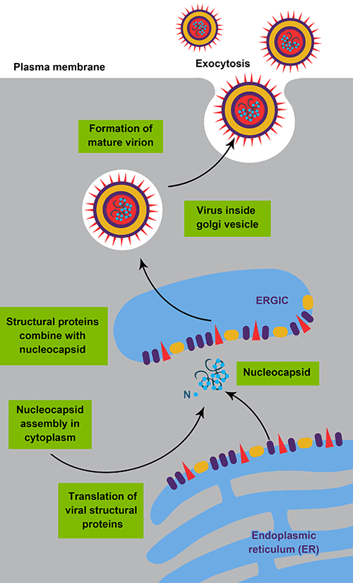 Viral Life Cycle Overview Thermo Fisher Scientific Us