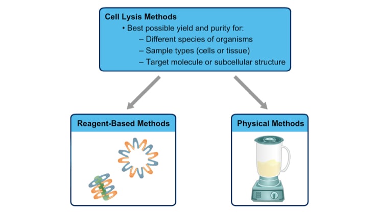 Traditional Methods of Cell Lysis | Thermo Fisher Scientific - US